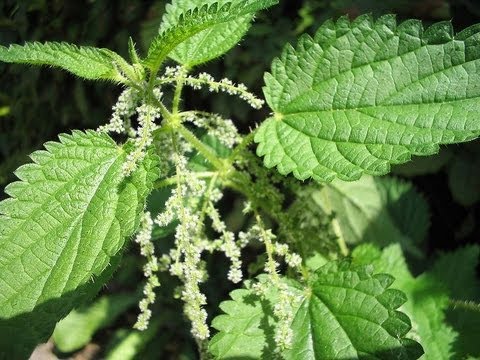 download lagu mp3 mp4 Stinging Nettle Seeds Buy, download lagu Stinging Nettle Seeds Buy gratis, unduh video klip Stinging Nettle Seeds Buy