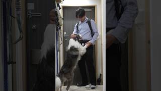 犬と二人暮らし30歳会社員