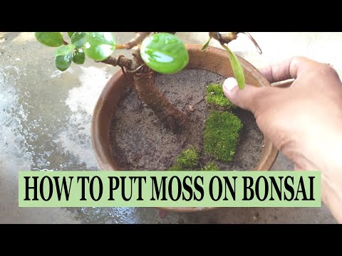 HOW TO PUT MOSS ON BONSAI.
