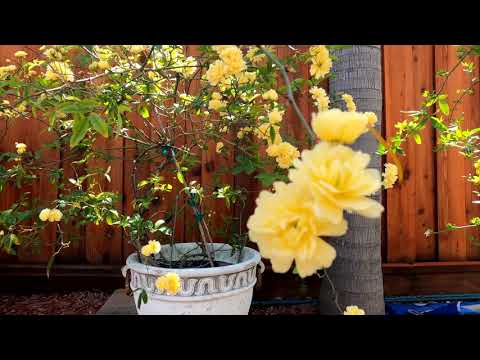 Lady Banks Rose (Rosa banksiae)