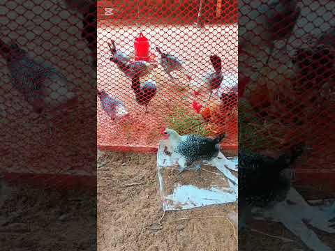 The beauty of nature is the real beauty. Feel the sound.# youtobshot