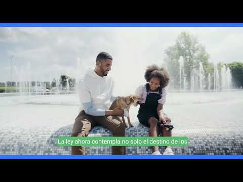 Implicaciones Legales de la Custodia de Mascotas Tras un Divorcio