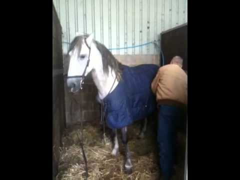 Roy French spainish horse