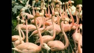 Strangelove - Ghost Haddock