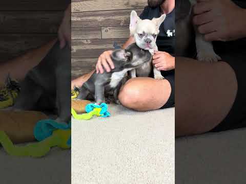 Video 4