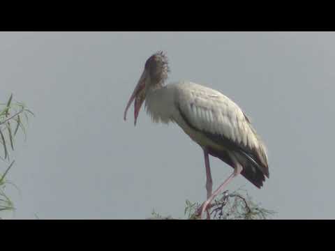 Aves que comen peces Garzas y otras Santa Fe Argentina 2026