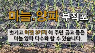 마늘 양파 부직포 벗기고 이것 3가지 해 주면 굵고 좋은 마늘 다수확 할 수 있습니다. #주말농장 #마늘 양…