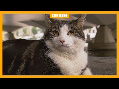 afbeelding Kat Abatutu is de filmster van De Wilde Stad