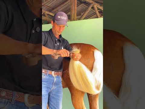 #asmr #horse #farrierlife #satisfying  #oddlysatisfying
