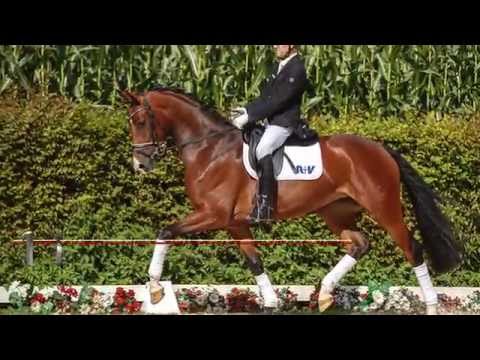 16 Rio de Janeiro  Stute v. Rubinio NRW - Deam On