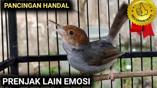 Download lagu Prenjak Betina Gacor Tarung bikin Birahi Emosi Prenjak Jantan Manapun Naik dan Cepat Gacor Mantap mp3 Download lagu Prenjak Betina Gacor Tarung bikin Birahi Emosi Prenjak Jantan Manapun Naik dan Cepat Gacor Mantap mp3