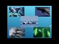 Dr. Naomi Rose,  "Beneath the Surface: The Impact of Captivity on Cetaceans"
