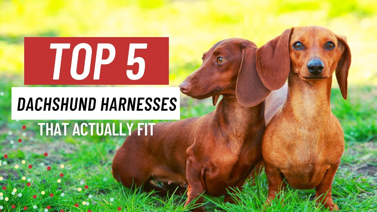 Watch video Best Harness For DACHSHUNDS - Our Top Picks! Now Best Harness For DACHSHUNDS - Our Top Picks!
