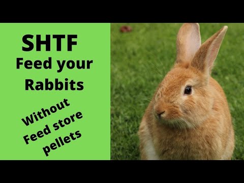 , title : 'SHTF Rabbit Feed / Grow your own rabbit food'