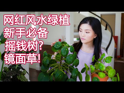 鏡面草風水