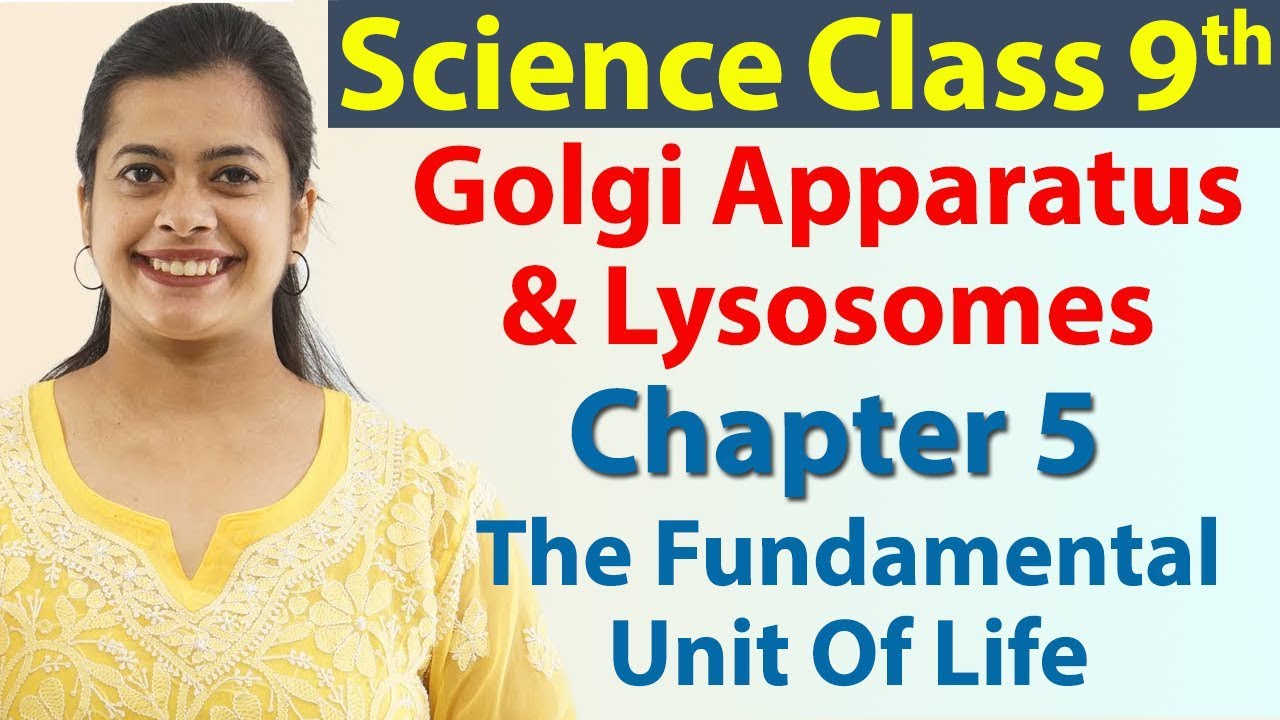 Golgi Apparatus & Lysosomes - Chapter 5 - The Fundamental Unit Of Life - Science Class 9