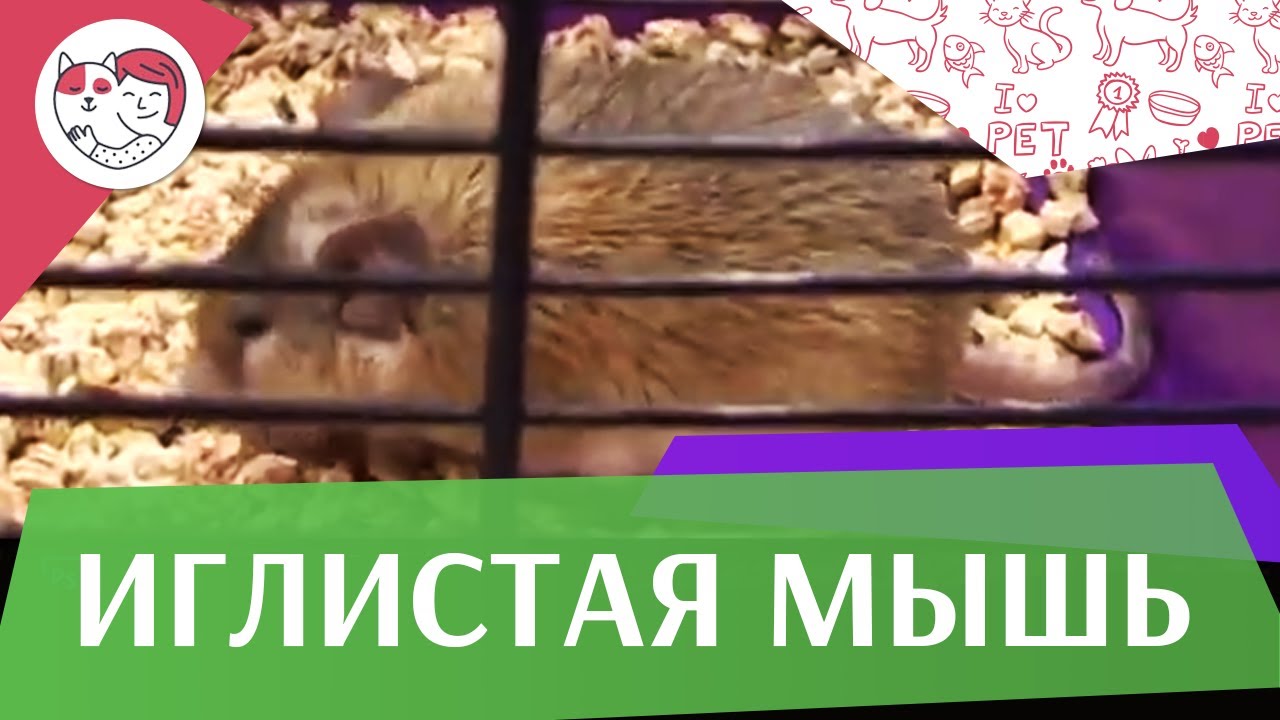 5 особенностей ухода за золотистым ретривером