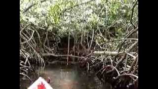 preview picture of video 'Découvrir la Mangrove en Kayak avec Madinina Kayak'