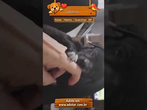 Vídeo de Sabidinho