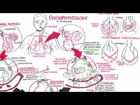 Control Of Respiration regulation of breathing