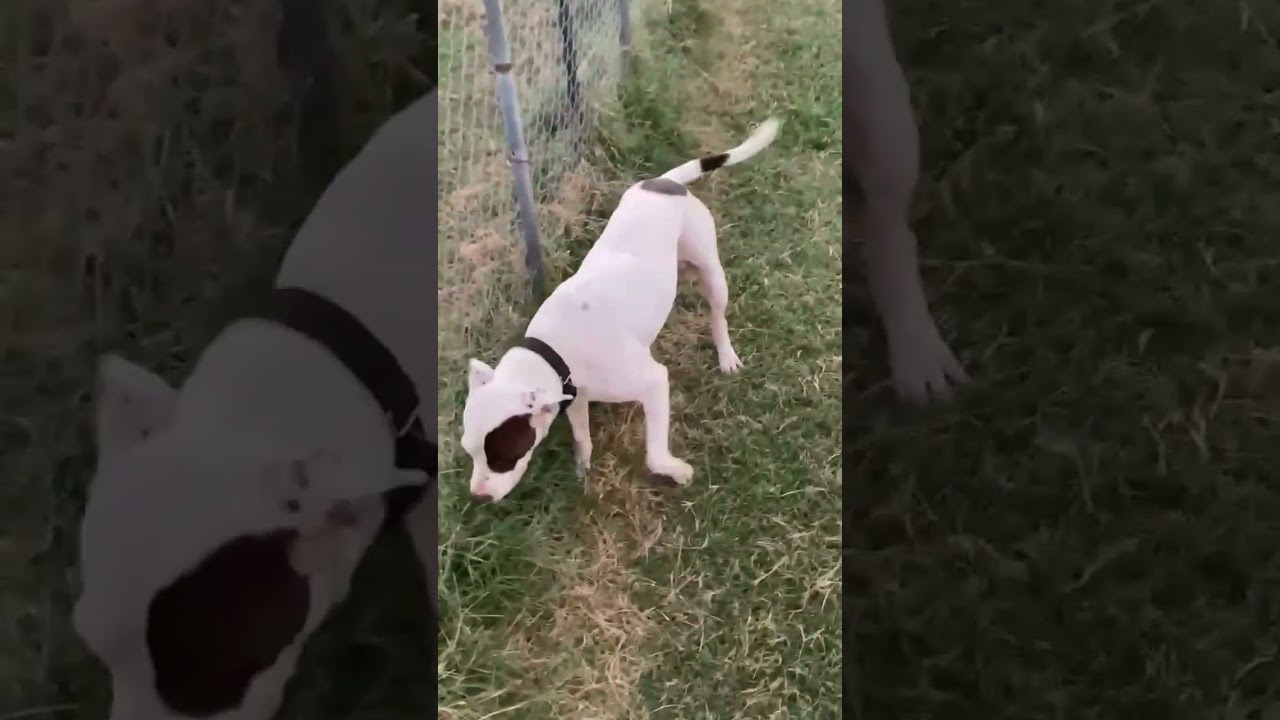 Enlarge Zero P46003, a Adoptable Pit Bull Terrier in Corsicana, TX video 5/5