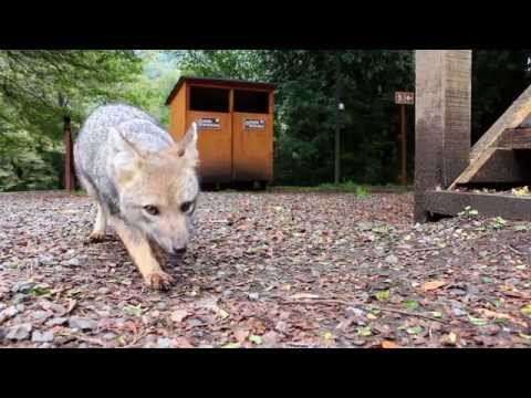 Wild Fox Eats Cheese
