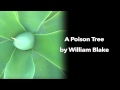 A Poison Tree by William Blake 