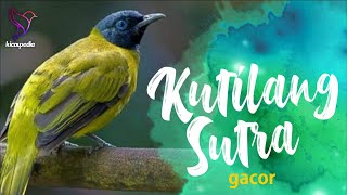 Download lagu Masteran Pancingan Kutilang Sutra Super Gacor Full Ngeroll Nembak Bikin Lawan Down mp3 Download lagu Masteran Pancingan Kutilang Sutra Super Gacor Full Ngeroll Nembak Bikin Lawan Down mp3