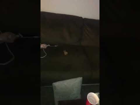 Cat poop on couch