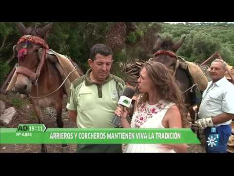 Descorche en el Parque de los Alcornocales en Andalucía Directo