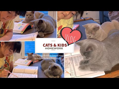 Cats&Kids|Family with cats and kids,two British shorthair kittens want to help with kids homework!4K