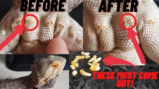 WHEN and HOW  To Clean Male BEARDED DRAGON Pores!