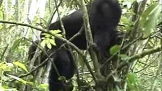 preview picture of video 'Uganda Bwindi gorilla Nkuringo: il vicecapo'