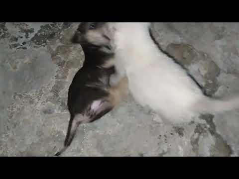 dogs || maria batool