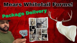 Mears Whitetail Form Delivery! #resurrectiontaxidermy #taxidermy #mearswhitetailforms #deer #viral