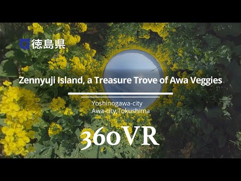 Caixa do tesouro “Awa Vege” “Zenyujima” [360VR] [Tokushima]