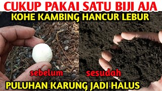 Download lagu Ini rahasianya hancurkan Puluhan karung kohe kambing dengan cepat dan Fermentasi Kohe kambing mp3
