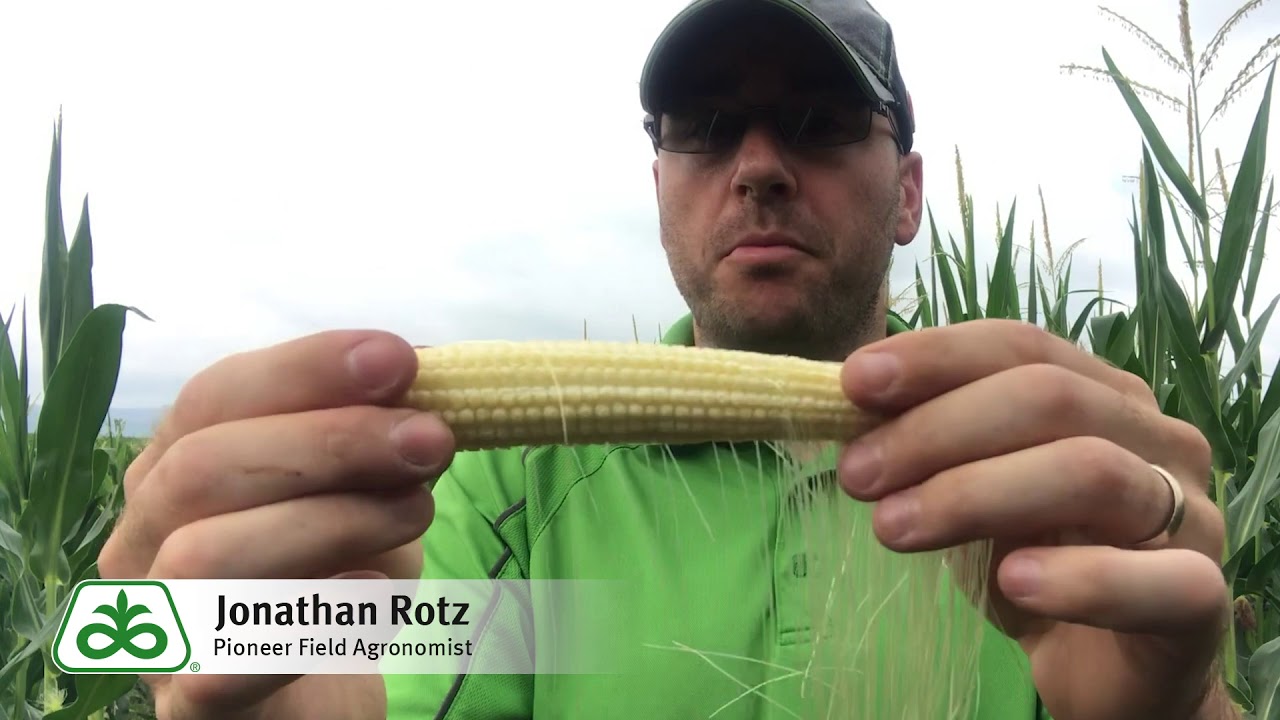 Corn Pollination and Yield Assessment