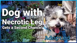 Dog with Necrotic Leg Gets a Second Chance!
