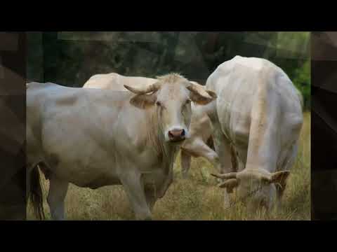 VACCHE AL PASCOLO      (Novi Ligure)
