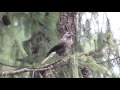 The spotted nutcracker or Eurasian nutcracker (Nucifraga caryocatactes)