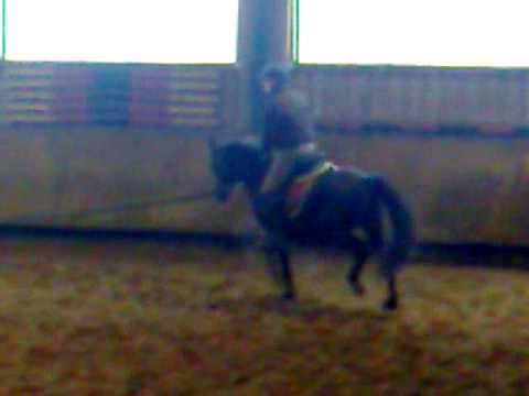 Araber 1, beim ersten mal reiten an der Longe, www.hess-mueller.de