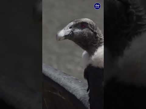 🏔️ Más de 90 cóndores andinos fueron registrados juntos en Tupungato.