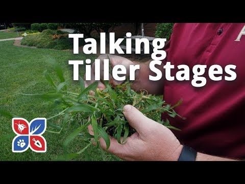  Do My Own Lawn Care - Talking Tiller Stages Video 