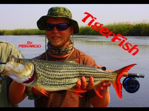 Tigerfish on Fly ( Barbel Run ) Okavango Delta Botswana.avi