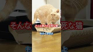 it's a cat.猫です！全力で頑張るww#cat #animals #猫のいる暮らし #ねこのいる生活 #ちゃとら #もふもふ #cute #battleroyale