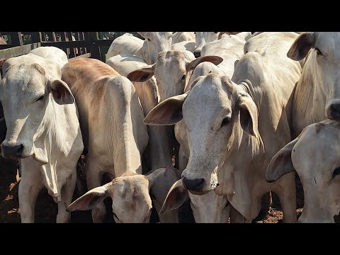 🐂🔥🤠🏇💥🚀❤️‍🔥👏😱🏆🌵Feira do gado do alto Sertão 10 Setembro 2026