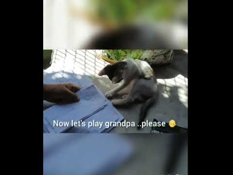 Our little Chulbuli busy in disturbing grandpa and not letting him work