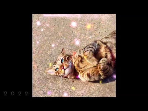 2022 NEW YEARS VIDEO✨CFC66✨👽🐱🐯🦁THE KIFFNESS✨👍WIGGLE A BIT