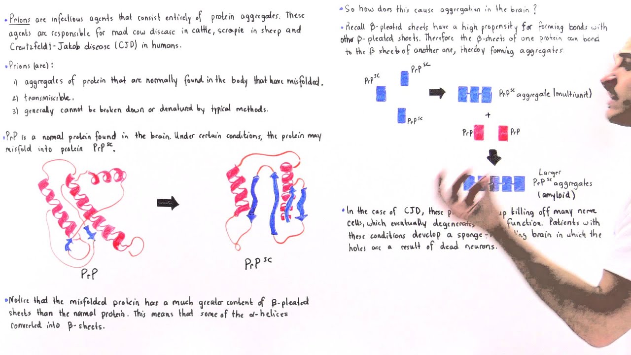Prions and Protein Misfolding